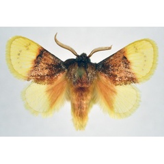 /filer/webapps/moths/media/images/R/rubrifusalis_Altha_AM_NHMO.jpg