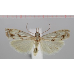 /filer/webapps/moths/media/images/P/proteus_Crambus_PT_ZMHB.jpg