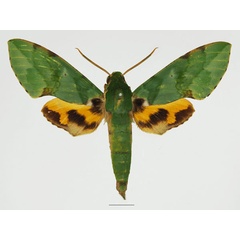 /filer/webapps/moths/media/images/M/megaera_Euchloron_AM_Basquina.jpg