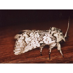 /filer/webapps/moths/media/images/A/albicans_Pseudorethona_A_Roland_02.jpg