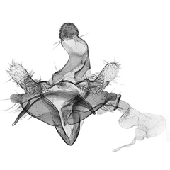 /filer/webapps/moths/media/images/N/nyanzaensis_Coleophora_GMPT_BMNH_HV8488.jpg