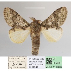 /filer/webapps/moths/media/images/L/leucophaea_Desmeocraera_A_MGCLa_03.JPG