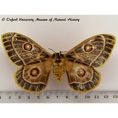 /filer/webapps/moths/media/images/O/oubie_Bunaeopsis_A_OUMNH_03.jpg