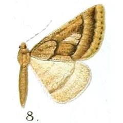 /filer/webapps/moths/media/images/P/pero_Drepanogynis_HT_Prout_16-8.jpg