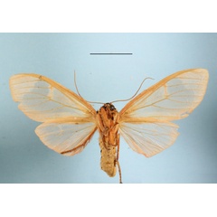 /filer/webapps/moths/media/images/M/makadara_Amerila_A_MGCLb_02.JPG