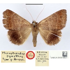 /filer/webapps/moths/media/images/S/synethes_Plecopterodes_HT_BMNH.jpg