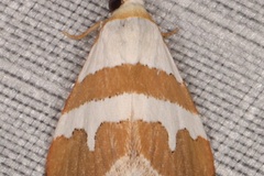 Eublemma alexi