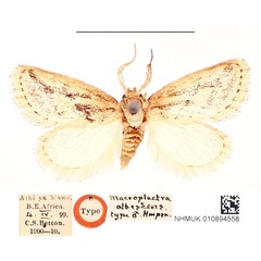/filer/webapps/moths/media/images/A/albescens_Macroplectra_ST_BMNH_bBTCaNk.jpg