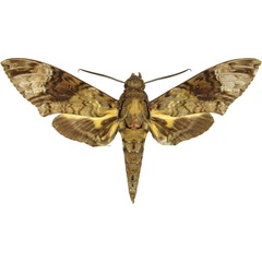 /filer/webapps/moths/media/images/F/fulvinotata_Coelonia_AM_MCJM.jpg