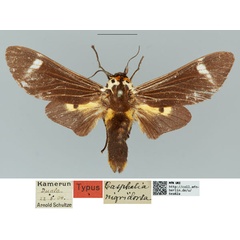 /filer/webapps/moths/media/images/N/nigridorsa_Casphalia_STM_MfN.jpg
