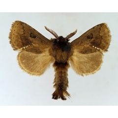 /filer/webapps/moths/media/images/C/cymaphora_Metarbela_AM_TMSA.jpg