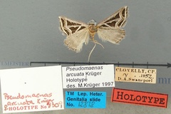 Pseudomaenas arcuata