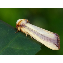 /filer/webapps/moths/media/images/O/ornata_Rigema_A_Bowen.jpg