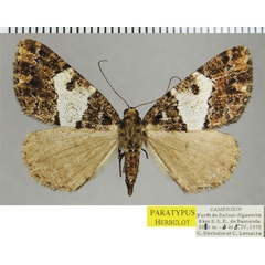 /filer/webapps/moths/media/images/E/elongata_Xylopteryx_PTF_ZSM_02.jpg