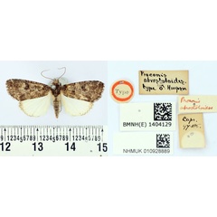 /filer/webapps/moths/media/images/A/abrostoloides_Proconis_HT_BMNH.jpg