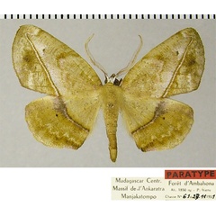 /filer/webapps/moths/media/images/E/ellipsis_Drepanogynis_PTM_ZSMa.jpg