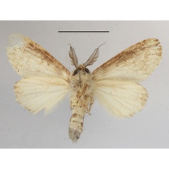 /filer/webapps/moths/media/images/S/subangulata_Desmeocraerula_A_MGCLb_01.JPG