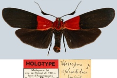 Isorropus splendidus