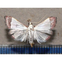 /filer/webapps/moths/media/images/F/fessalis_Autocharis_A_Goff_01.JPG