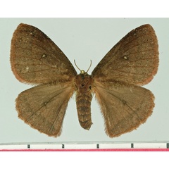 /filer/webapps/moths/media/images/A/aspersa_Decachorda_AF_Basquin.jpg