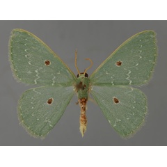 /filer/webapps/moths/media/images/C/cumatilis_Lophostola_A_ZSM_01.jpg