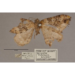 /filer/webapps/moths/media/images/R/rudisaria_Ypsipetes_HT_OUMNH_01.jpg