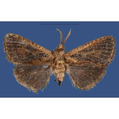 /filer/webapps/moths/media/images/H/hilarysommerlatteae_Kayamuhakaia_HT_NMK.jpg