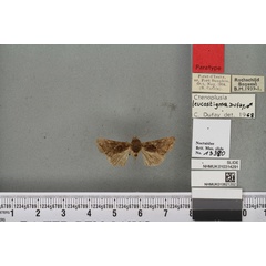 /filer/webapps/moths/media/images/L/leucostigma_Plusia_PT_BMNHa.jpg