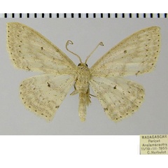 /filer/webapps/moths/media/images/C/cornishi_Scopula_AM_ZSMa.jpg
