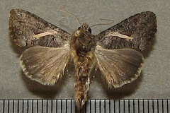 Vittaplusia vittata
