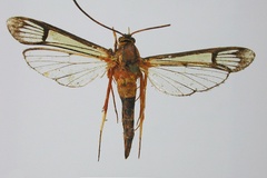 Malgassesia ivondro
