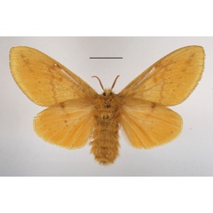 /filer/webapps/moths/media/images/I/imparilis_Chrysopsyche_AF_MGCLb_02.jpg