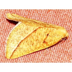 /filer/webapps/moths/media/images/A/aurifera_Drepanogynis_A_Braun_02.jpg