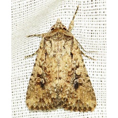 /filer/webapps/moths/media/images/L/languida_Mythimna_A_Braun_15.jpg