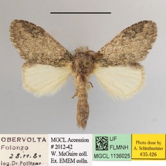 /filer/webapps/moths/media/images/C/congoana_Desmeocraera_A_MGCLa_01.JPG