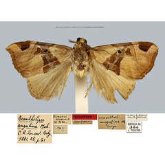 /filer/webapps/moths/media/images/A/angulina_Acantholipes_HT_MNHN.jpg