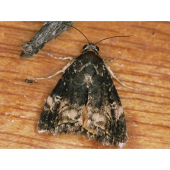 /filer/webapps/moths/media/images/A/acclivis_Acontiola_A_Roland.jpg