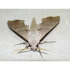 /filer/webapps/moths/media/images/C/coryndoni_Polyptychus_A_Goff_02.jpg