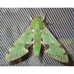 /filer/webapps/moths/media/images/O/orhanti_Euchloron_A_Bippus.jpg