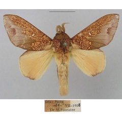 /filer/webapps/moths/media/images/G/geoffreygutmani_Hypotrabala_HT_RMCA.jpg