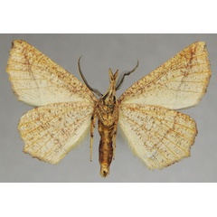 /filer/webapps/moths/media/images/T/tripartita_Drepanogynis_AM_ZSMb.jpg
