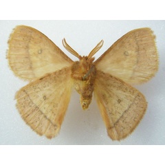 /filer/webapps/moths/media/images/A/aspersa_Decachorda_AM_NHMUKb.jpg