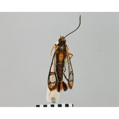 /filer/webapps/moths/media/images/A/aulograpta_Synanthedon_HT_BMNH.jpg