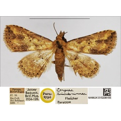 /filer/webapps/moths/media/images/L/limbobrunnea_Cerynea_PTF_NHMUK_02.jpg