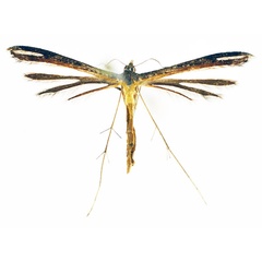 /filer/webapps/moths/media/images/I/ionota_Stenoptilia_A_NHMO_01.jpg