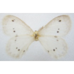 /filer/webapps/moths/media/images/N/novempunctatus_Phasicnecus_HT_NHMUKb.jpg