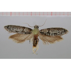 /filer/webapps/moths/media/images/T/transversa_Picronarycia_HT_NMNW.jpg