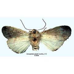 /filer/webapps/moths/media/images/S/sjostedti_Stemmatophalera_HT_SNHMb.jpg