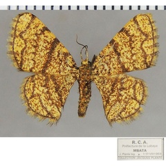 /filer/webapps/moths/media/images/M/monilifera_Heterostegane_AF_ZSM.jpg