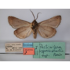 /filer/webapps/moths/media/images/S/sypnaesimilis_Pectinifera_HT_RMCA_02.jpg